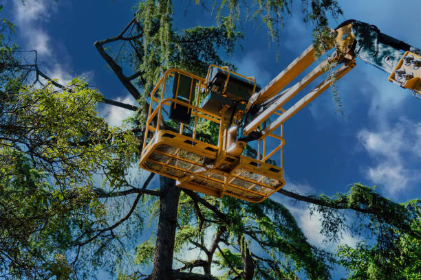 Best Tree Health Inspection  in Combee Settlement, FL