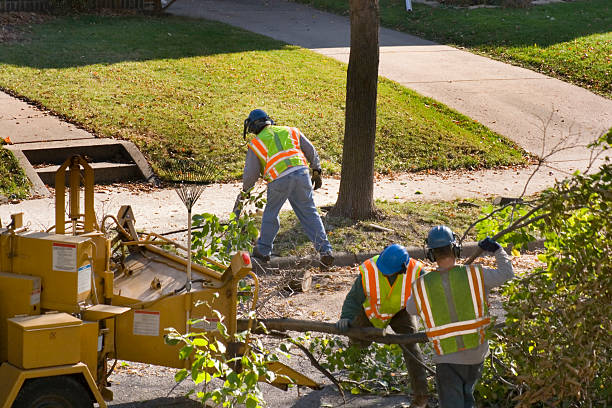 Best Arborist Consultation Services  in Combee Settlement, FL