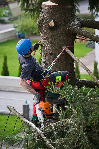 Best Commercial Tree Services  in Combee Settlement, FL