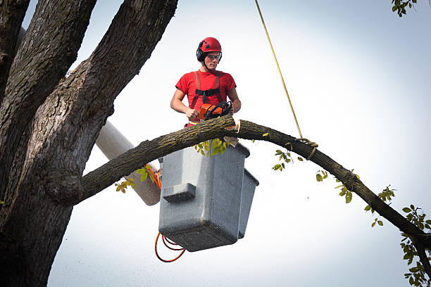 Best Tree Risk Assessment  in Combee Settlement, FL