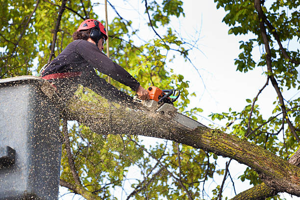 Best Tree Removal  in Combee Settlement, FL